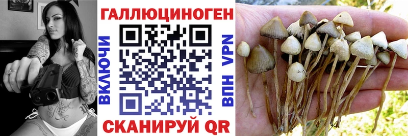 Псилоцибиновые грибы Psilocybe  Купить где  Уржум 